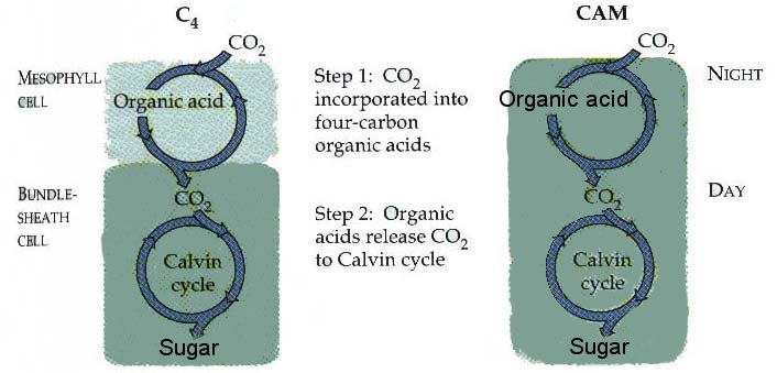 fhsbiowiki / CAM and C4 plants